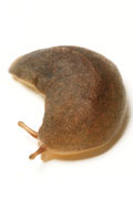 Laevicaulis alte semiadult